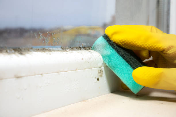 Best Bathroom Mold Remediation in Somerville, TN